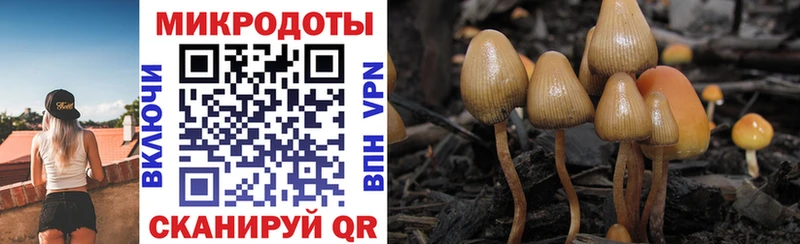 гидра зеркало  Кумертау  Галлюциногенные грибы Psilocybe 